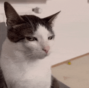 Sarcastic Cat